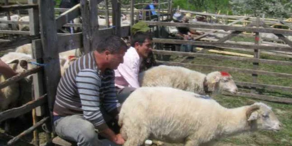 obicei păstoresc FOTO Arhivă 