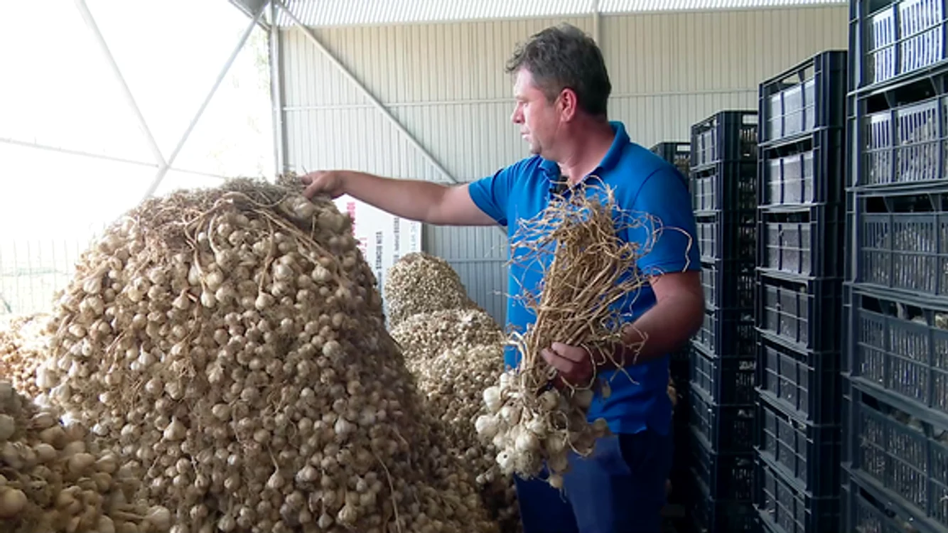 Usturoiul Benone se află acum la uscat