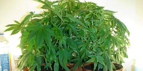 Suspecţii cultivau cannabis