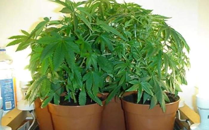 Suspecţii cultivau cannabis