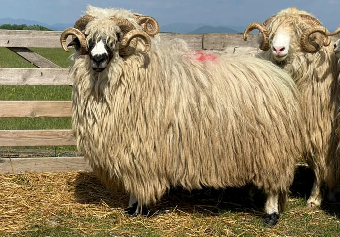 Acești berbeci se vând cu zeci de mii de lei / foto: Facebook