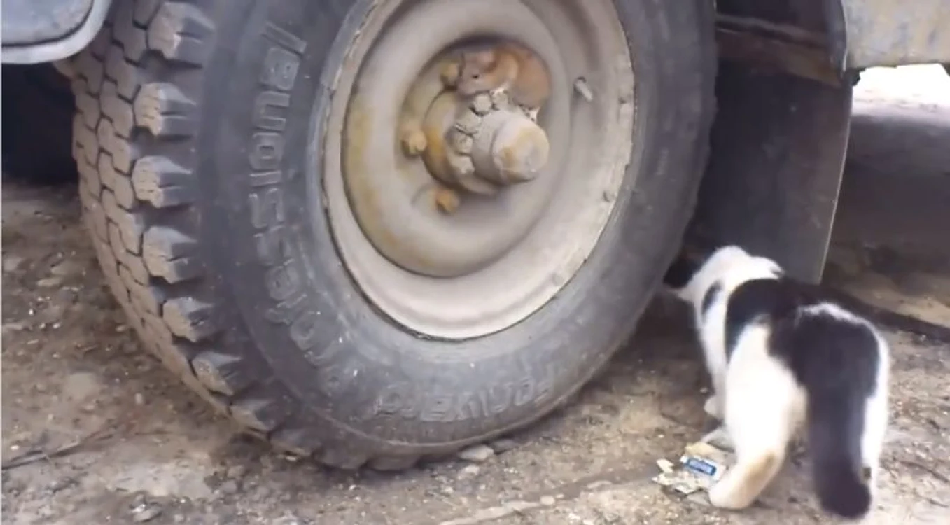 
    Dacă această pisică ar da examen de vânătoare probabil că ar picacaptură video  