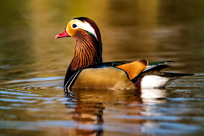 Rața mandarin FOTO: Aurelian Miu/Facebook