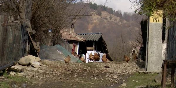 buzau