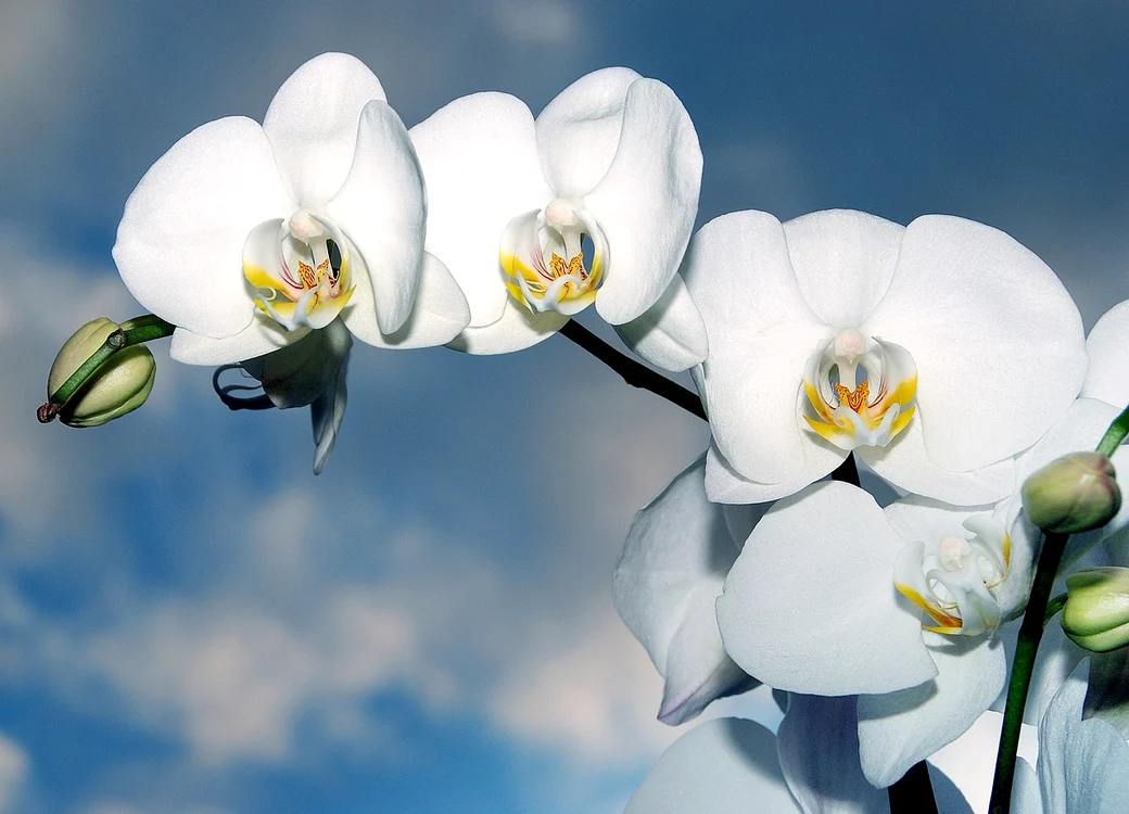 Orhideele au nevoie de îngrijire specială iarna / foto: Pixabay