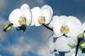 orchid 1378717 1280 jpg