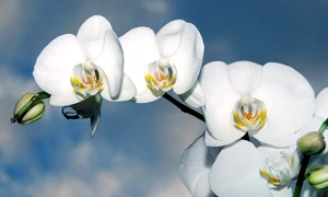 orchid 1378717 1280 jpg