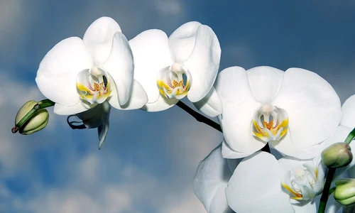 orchid 1378717 1280 jpg