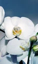 orchid 1378717 1280 jpg