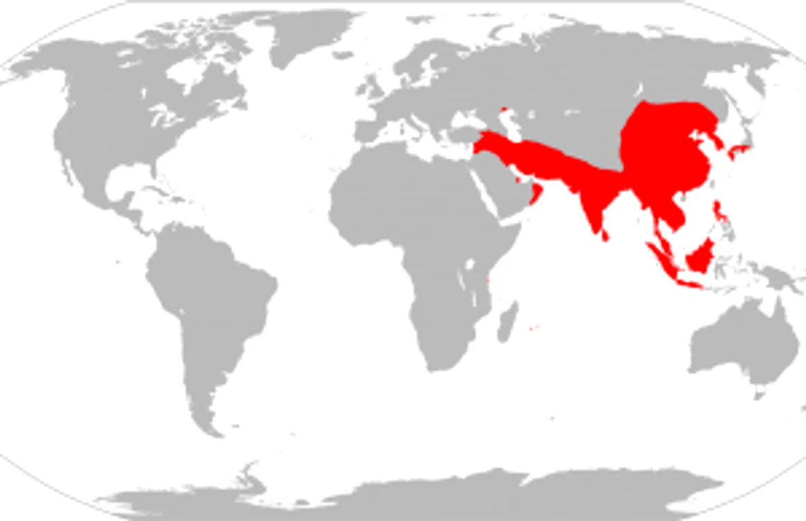 Epidemia a cuprins o zonă întinsă a continentului asiatic. Sursa: wikipedia.com