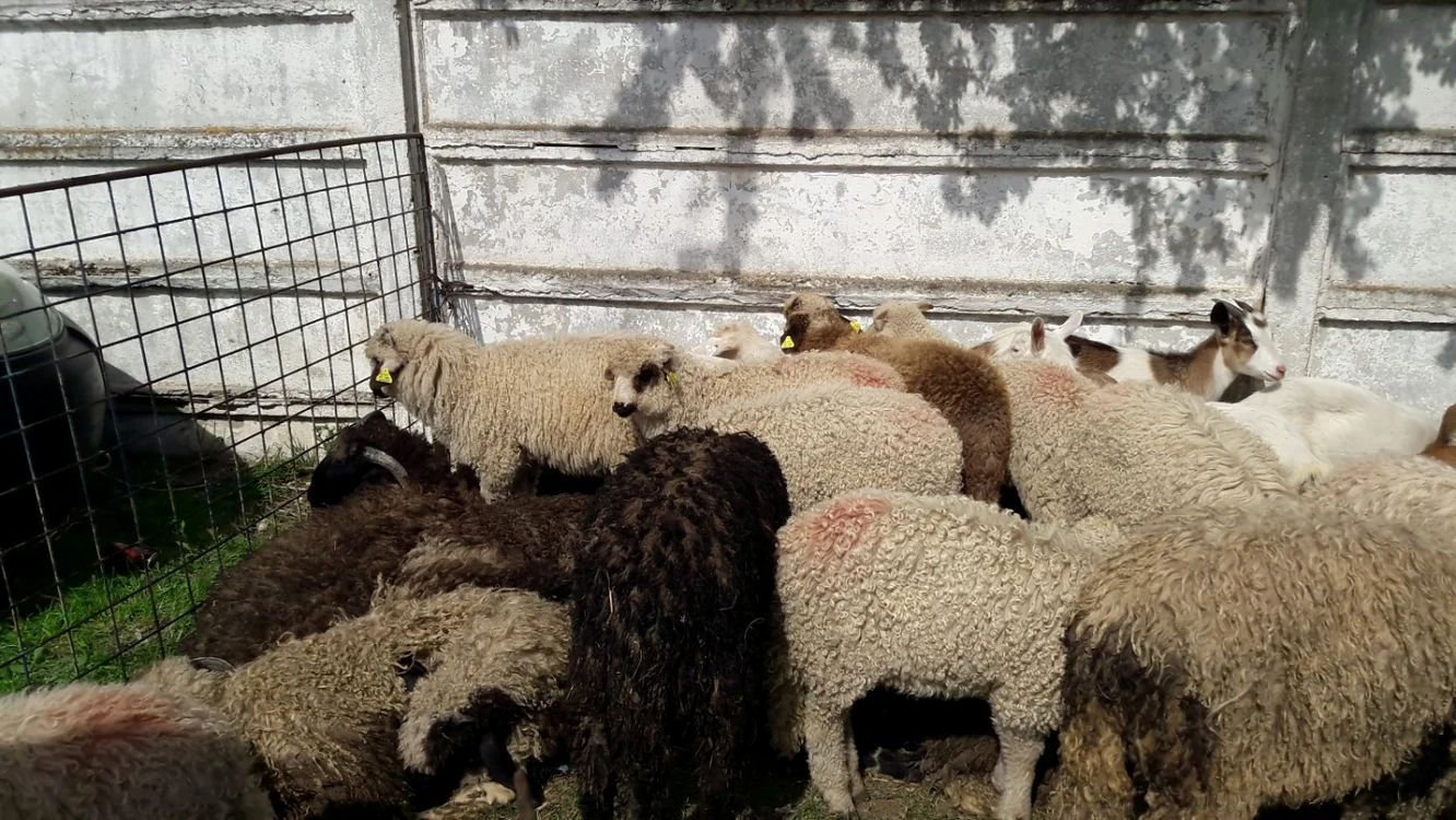 Mieii au început să fie comercializați cu ocazia Paștelui Foto: Arhivă Adevărul