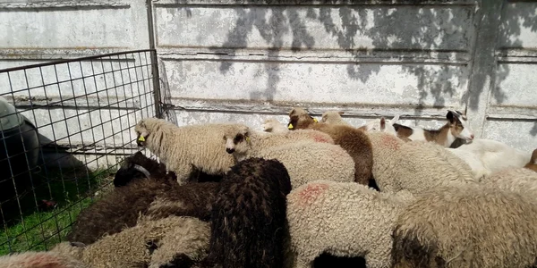 sacrificare miei slatina