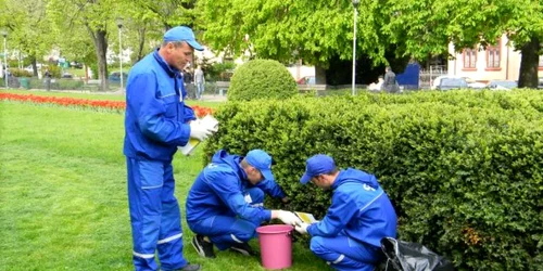 dezinsectie adevarul