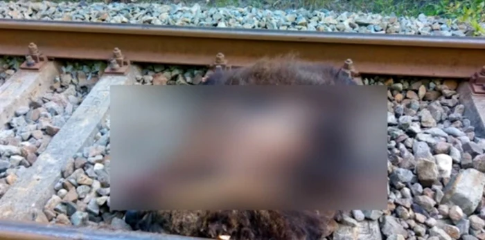 Ursoiacă omorâtă de tren pe Valea Oltului în zona Brezoi - Vâlcea Foto Adevărul