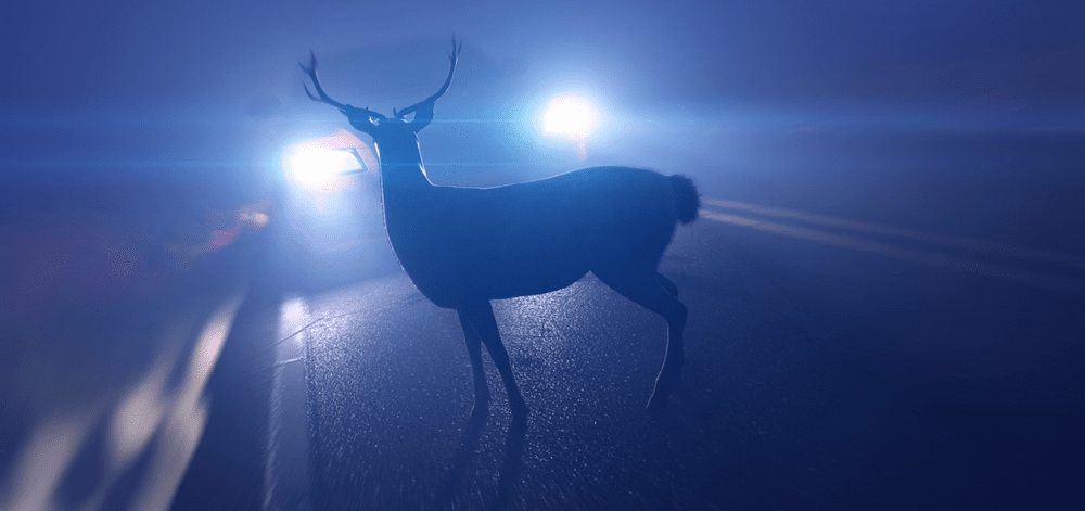 Arădean judecat fiindcă a vrut să ia acasă un cerb ucis accidental. Mașina, la un pas să fie confiscată