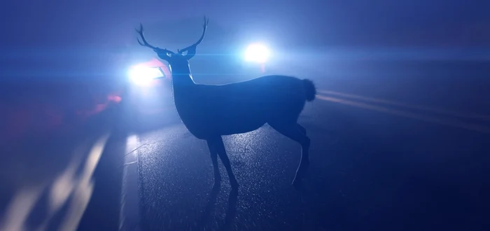 Un bărbat care a vrut să ducă acasă cerbul lovit cu mașina a fost condamnat pentru furt FOTO Arhivă