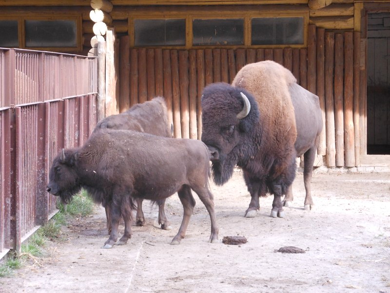 Antidepresive pentru animalele șocate de obuze, la grădina zoo din Kiev. Rusia intensifică atacurile