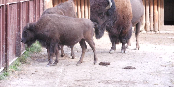 gradina zoo kiev wikipedia Kachurovska jpg