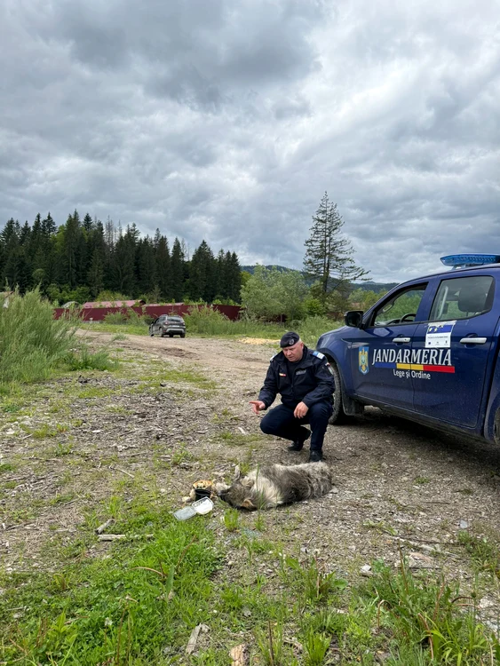Jandarmii au găsit animalul în agonie. FOTO Jandarmeria Română