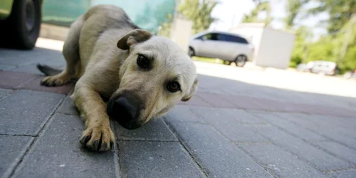 Câinii comunitari dresaţi de la Vier Pfoten, în vizită la şcoală (foto arhivă)