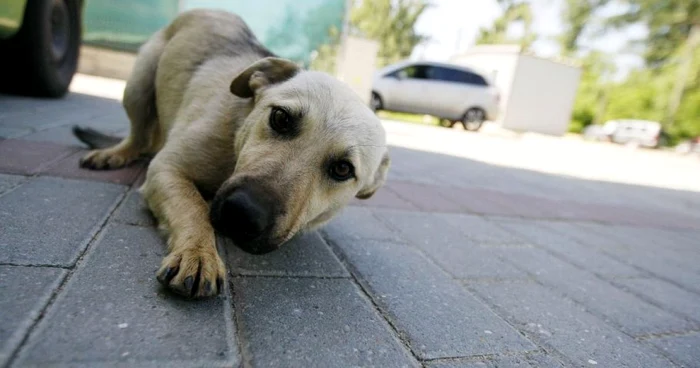 Câinii comunitari dresaţi de la Vier Pfoten, în vizită la şcoală (foto arhivă)