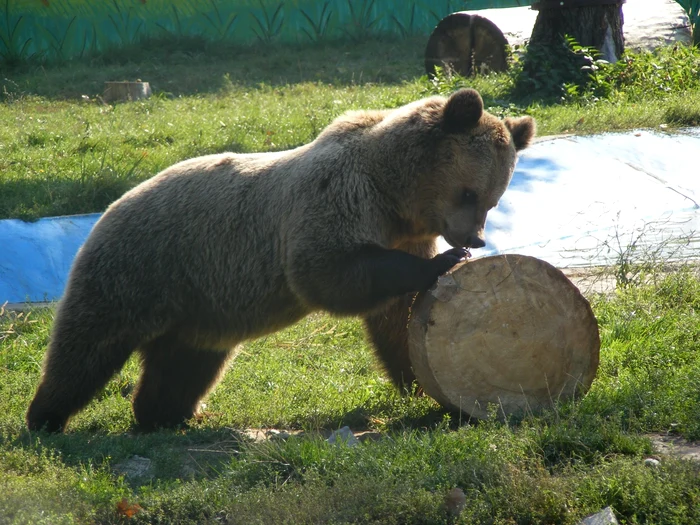 Urși Zoo Târgoviște. FOTO Facebook