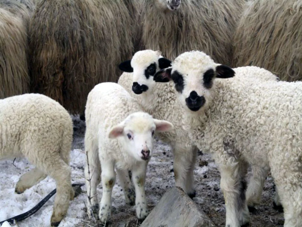
    Carnea de miel va fi prioritate pentru veterinari  