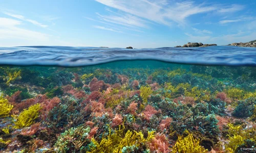 Poluarea din Marea Mediterană, o problemă extrem de gravă. FOTO WWF