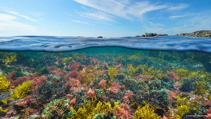 Poluarea din Marea Mediterană, o problemă extrem de gravă. FOTO WWF