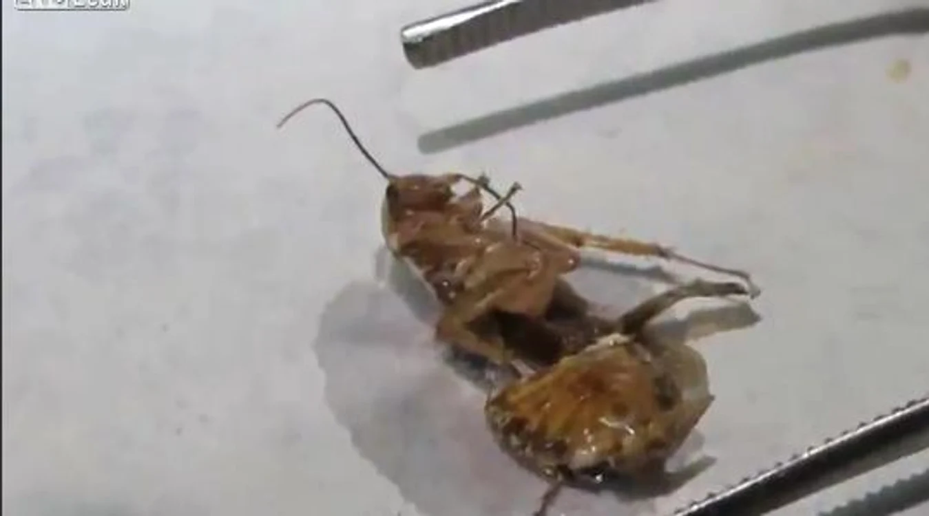 Captură video