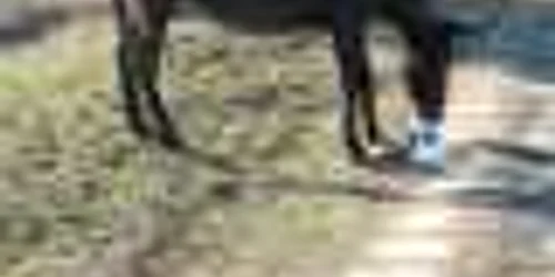 Un motoscuterist s-a accidentat grav după ce a dat peste un magar