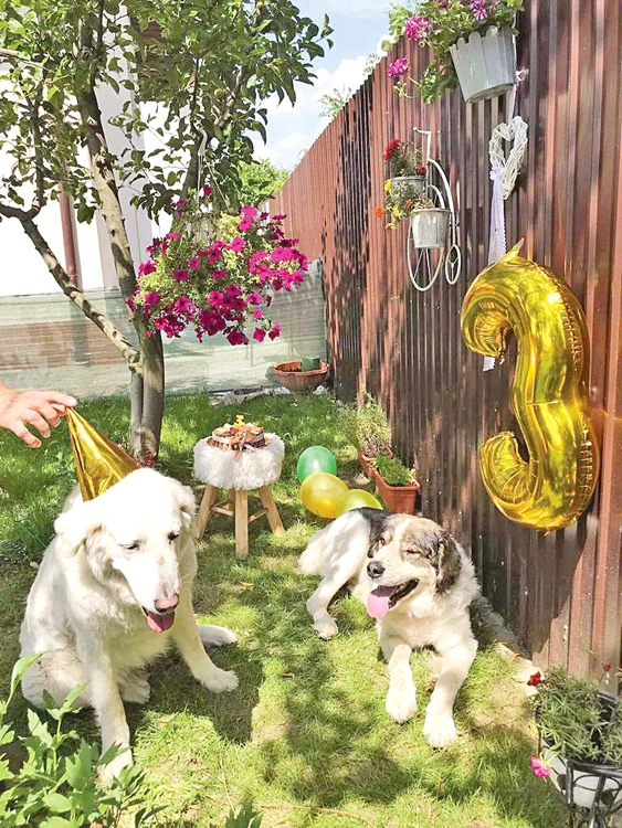 Sunny a împărţit cu prietenul lui, labradorul, tortul primit de la stăpâni