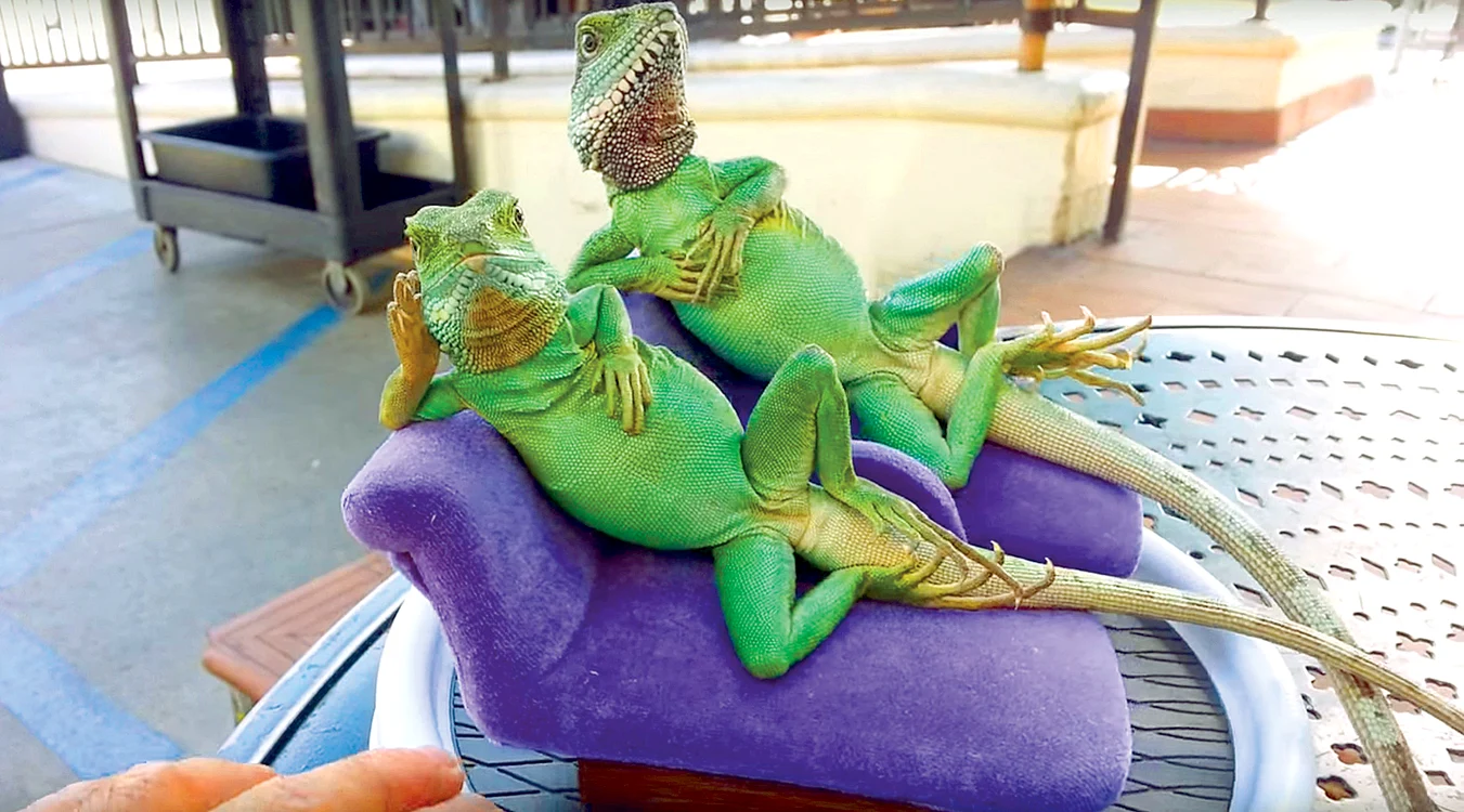 
    Iguanele Baby Love  şi Buddy Love sunt  vedetele unei  cafenele din Beverly  Hills, California    