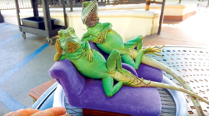 Iguanele Baby Love şi Buddy Love sunt vedetele unei cafenele din Beverly Hills, California