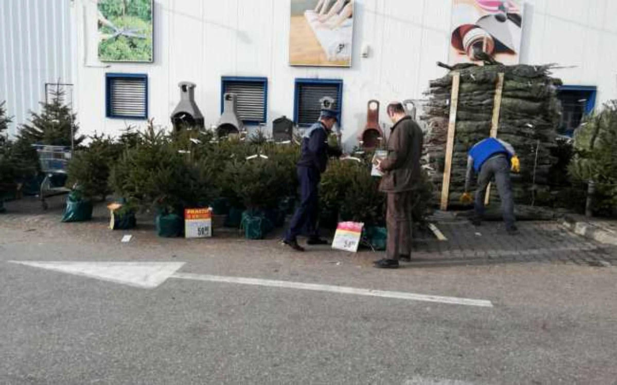 Încălcarea legislaţiei silvice care reglementează expedierea, transportul şi comercializarea pomilor de Crăciun este sancţionată contravenţional, iar cuantumul amenzilor fiind cuprins între 5.000 şi 10.000 de lei