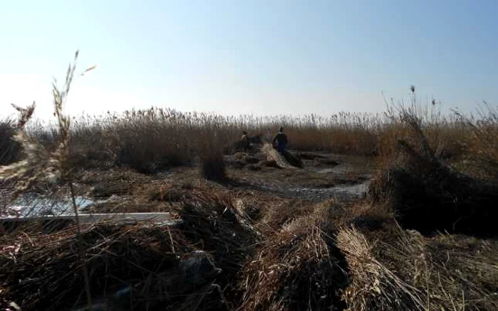 Delta Dunarii pregatita pentru venirea pelicanului creţ FOTO ARBDD