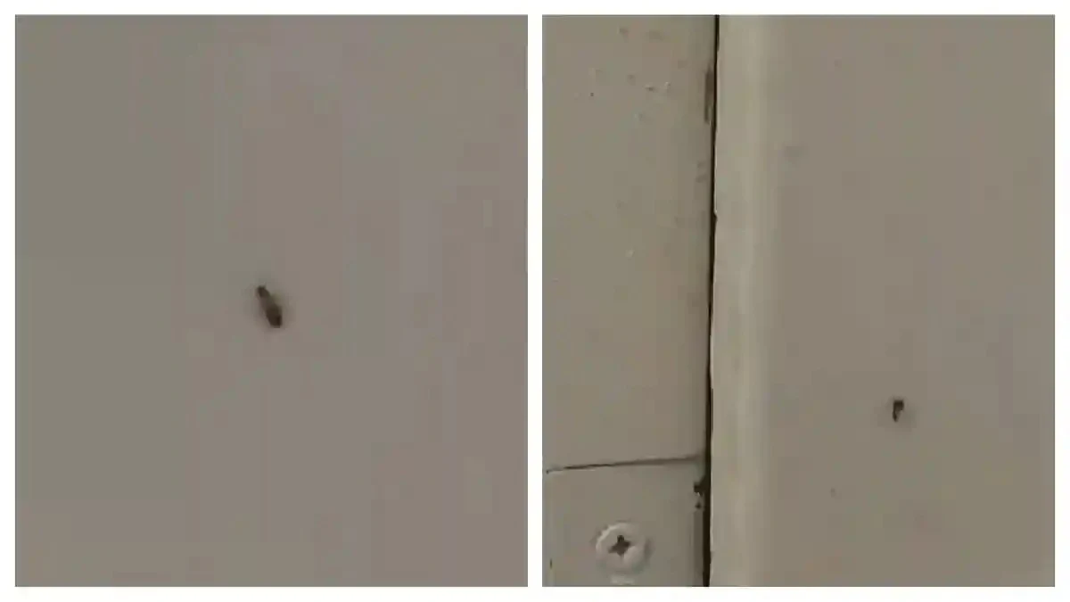 Pacientul unui spital din Sebeș a publicat imagini cu insecte pe pereți. Managerul unității: „A fost vorba despre un singur gândac, un pui”
