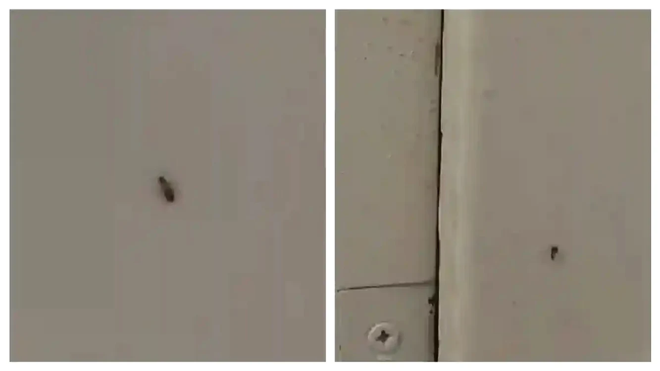 Gândacii mișună peste tot în spital FOTO: captură video