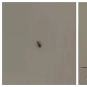 gandaci insecte spital sebes jpg