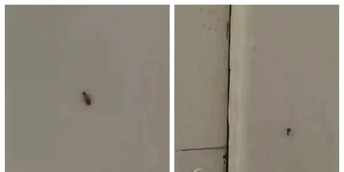 gandaci insecte spital sebes jpg