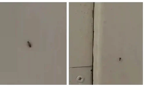 gandaci insecte spital sebes jpg