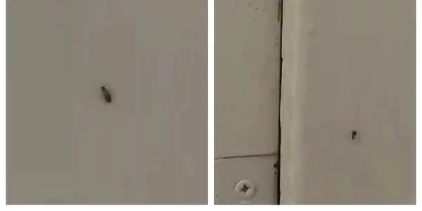 gandaci insecte spital sebes jpg
