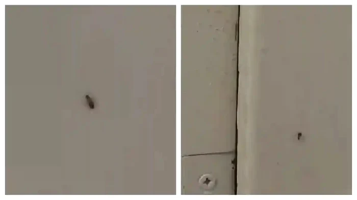 Gândacii mișună peste tot în spital FOTO: captură video