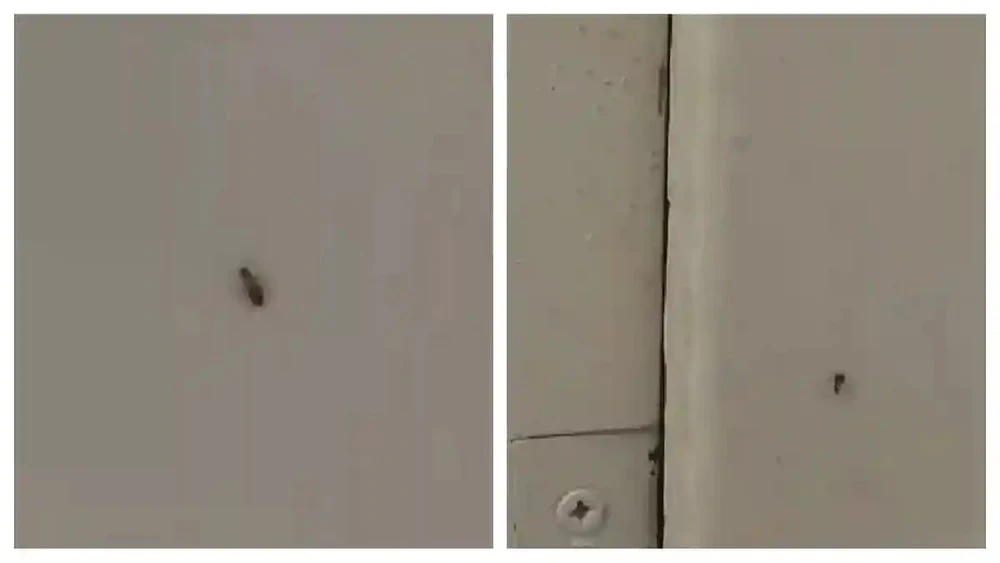 Pacientul unui spital din Sebeș a publicat imagini cu insecte pe pereți. Managerul unității: „A fost vorba despre un singur gândac, un pui”