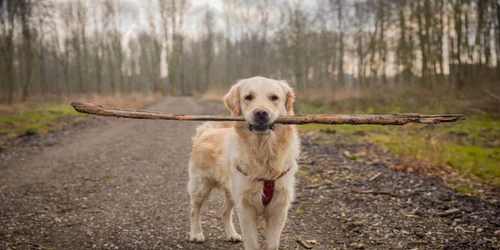 Rasa de câini Golden Retriever este cunoscută ca fiind uşor de antrenat şi blânzi, adaptându se foarte repede într o varietate de situaţii  jpeg