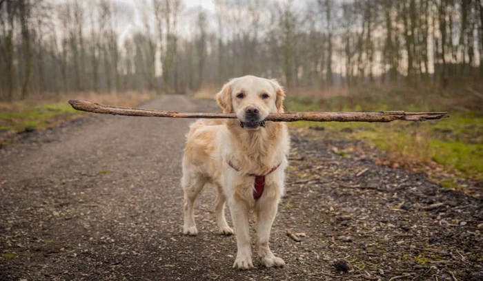 Câine de rasă, Retriever, cu un băț în gură pe un drum din pădure