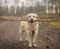 Rasa de câini Golden Retriever este cunoscută ca fiind uşor de antrenat şi blânzi, adaptându se foarte repede într o varietate de situaţii  jpeg