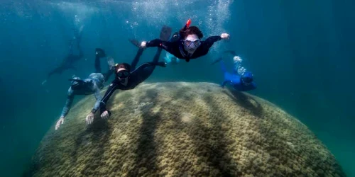 coral urias marea bariera de corali foto Richard Woodgett via New Scientist