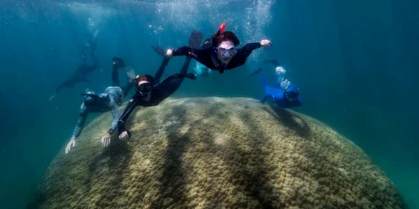 coral urias marea bariera de corali foto Richard Woodgett via New Scientist