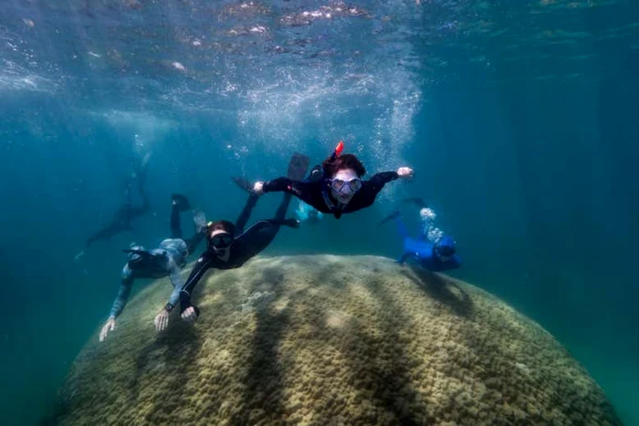 Foto: Richard Woodgett via New Scientist